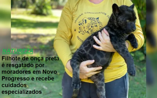 foto Notícia Novo Progresso